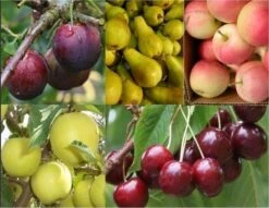 SPECIAL DEAL - Grow Your Own Fruit Trees Offer - FIVE Different Trees