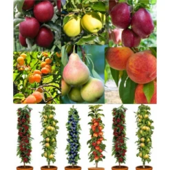 Dwarf Patio PILLAR Fruit Trees Mini Orchard Collection - 6 Different Trees - CHILDHOOD MEMORIES Collection