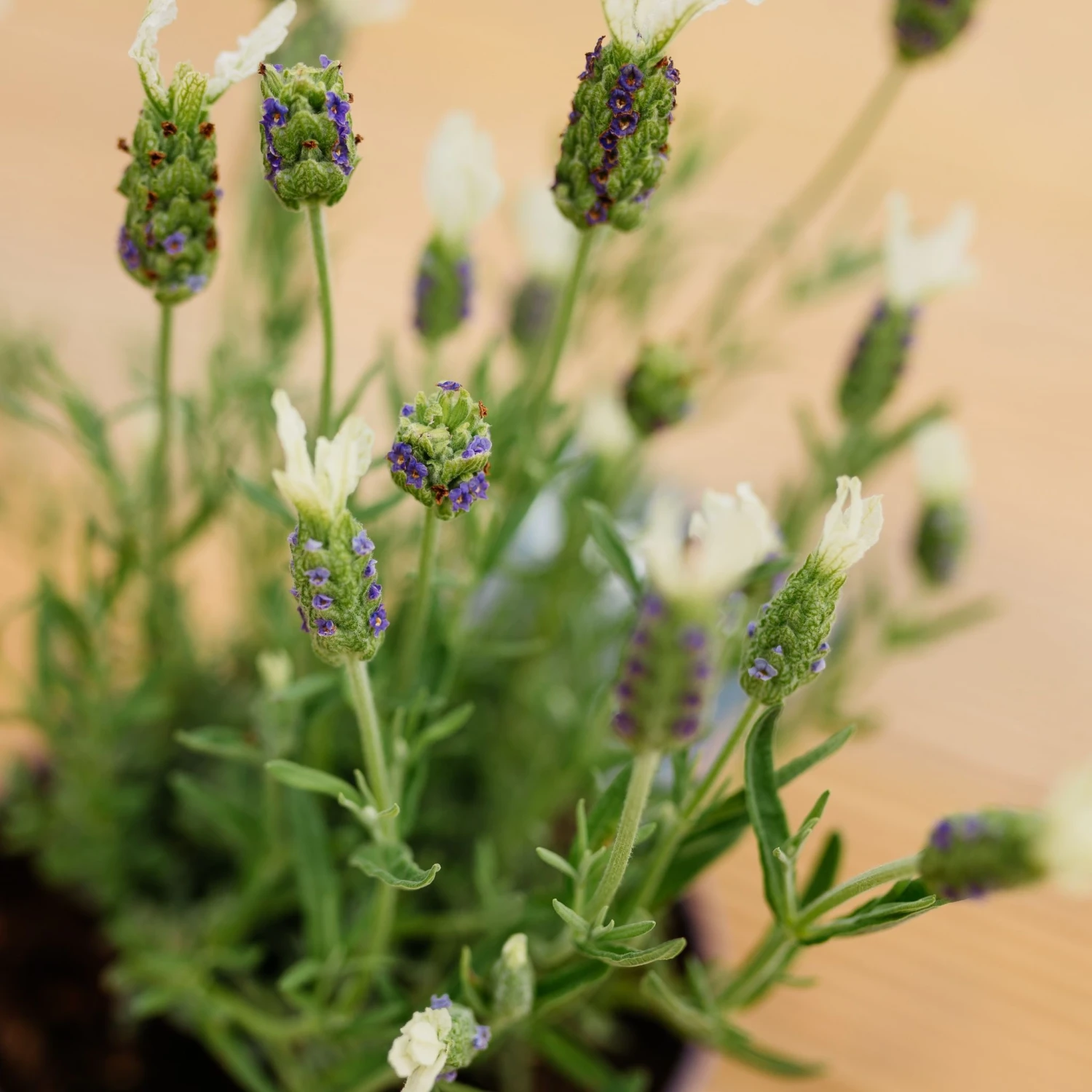 Lavendula Stoechas Anouk White - White Javelin French Lavender - Lavendula - Image 2