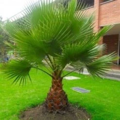 GIant Circa 3-4ft Hardy Mexican Fan Palm - Washingtonia Robusta Cotton Palm For Patio Or Deck - Approx 90-120cms (3-4ft) Tall