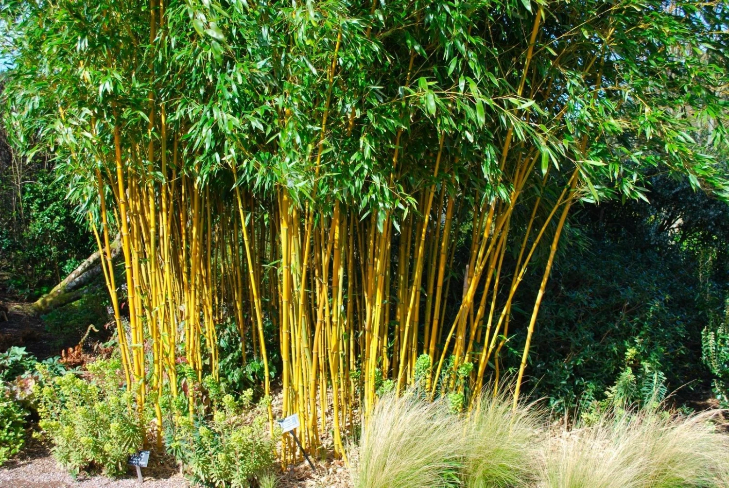 WINTER SALE - Phyllostachys Aurea - Golden Cane Bamboo - 170-190cm - Image 2
