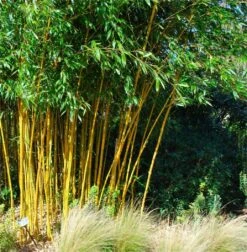 Phyllostachys Aurea - Golden Cane Fishpole Bamboo