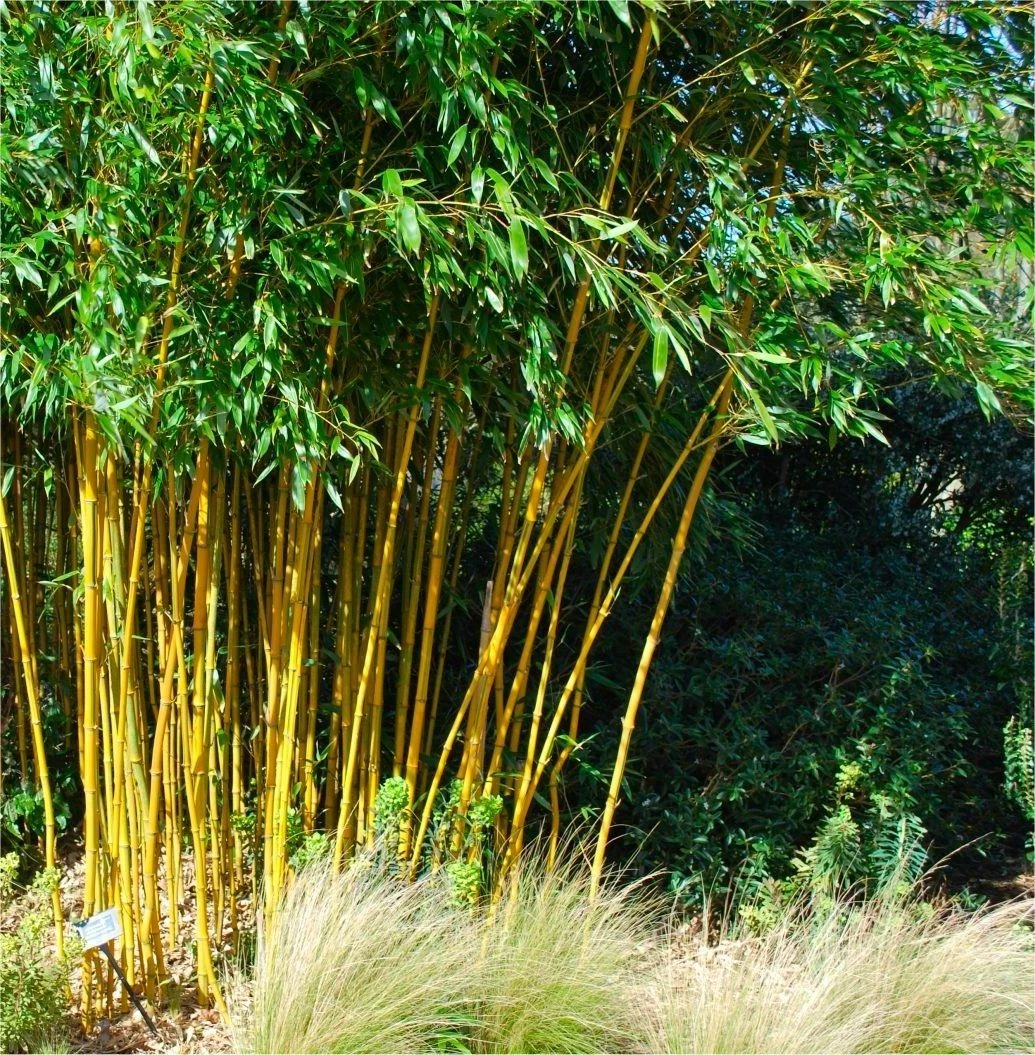 WINTER SALE - Phyllostachys Aurea - Golden Cane Bamboo - 170-190cm