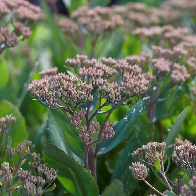 Sedum Mr Goodbud - Image 5