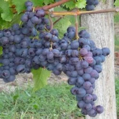 Large Circa 5-6ft Grape Vine - Vitis Vinifera 'Alphonse Lavallée'