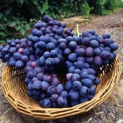 Large Circa 5-6ft Grape Vine - Vitis Vinifera 'Autumn Royal'
