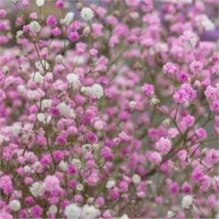 Gypsophila Paniculata Breeders Mix - Pink & White - Pack Of TWENTY