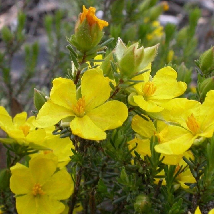 Halimium Commutatum - Image 2