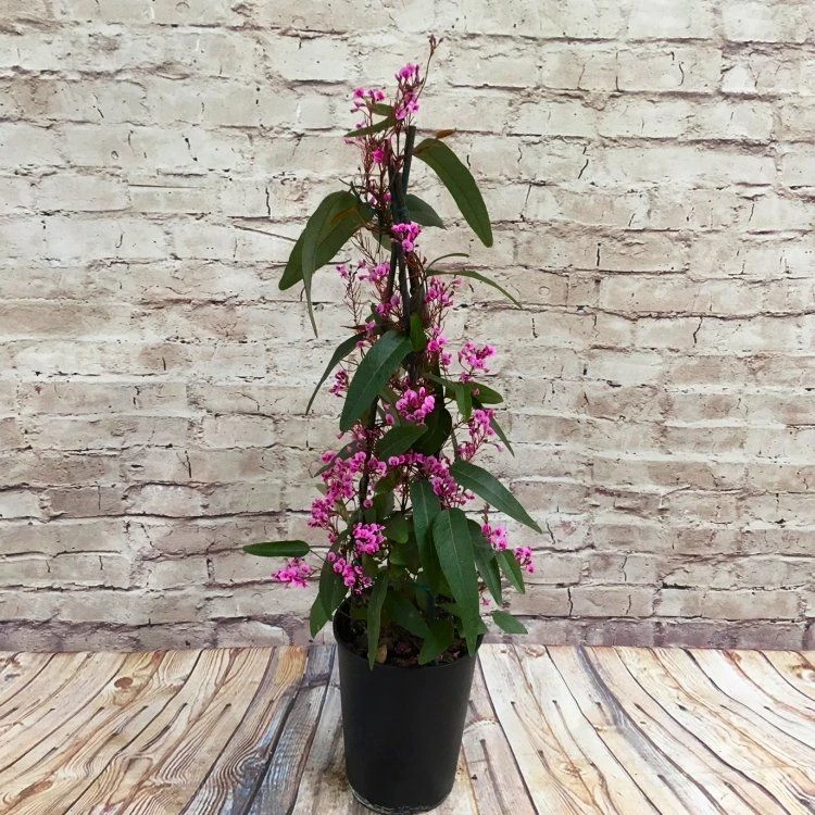 Hardenbergia Violacea Rosea "Candy Wrapper" - Evergreen Pink Coral Pea - Image 2