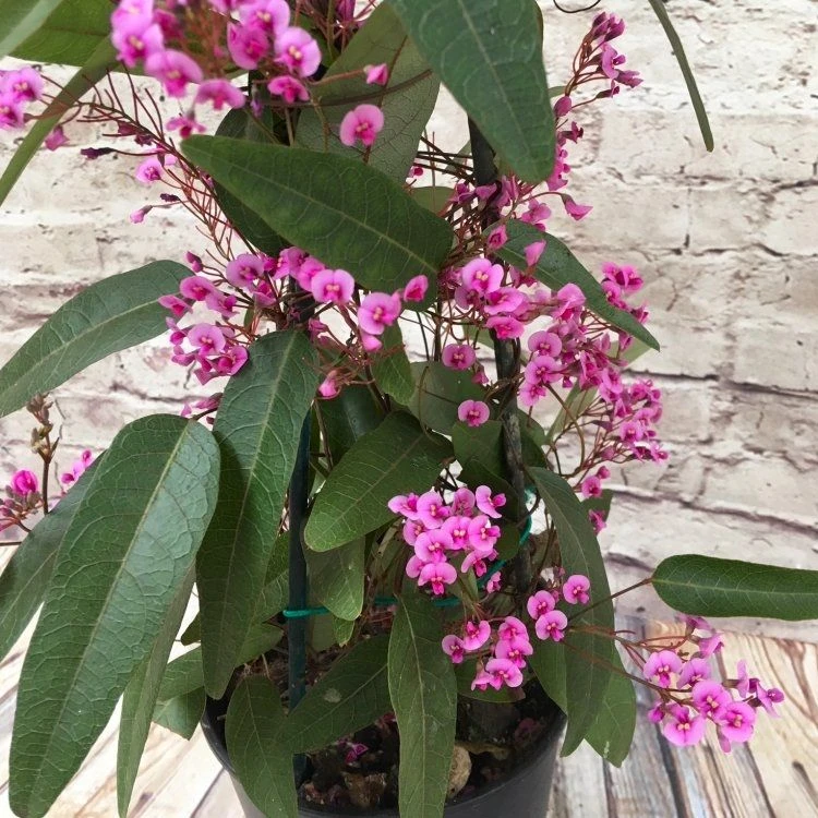 Hardenbergia Violacea Rosea "Candy Wrapper" - Evergreen Pink Coral Pea