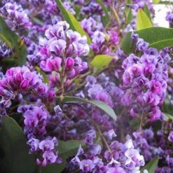 Hardenbergia Violacea "Happy Wanderer" - Evergreen Purple Coral Pea