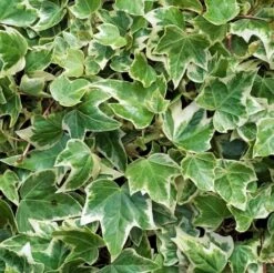 Hedera Helix 'Eva'
