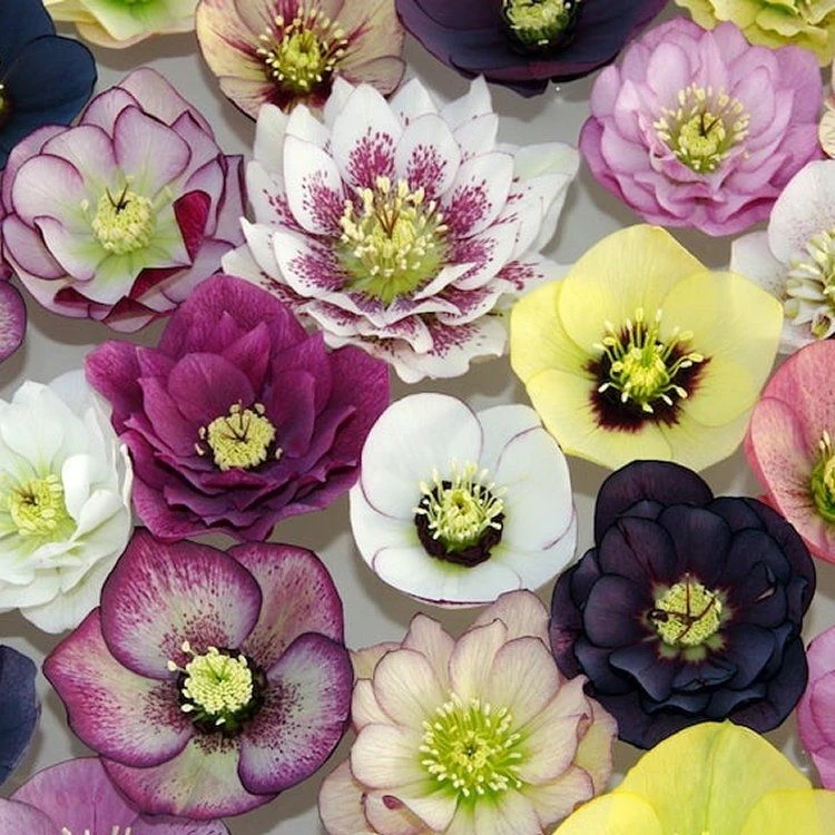 Carnival Hellebore Collection - Pack Of SIX Helleborus Plants - Image 2