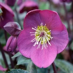 Helleborus Anna’s Red – Ice & Roses Hellebore In Bud