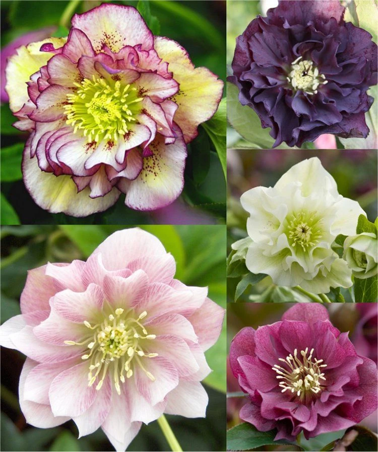 Carnival Hellebore Collection - Pack Of SIX Helleborus Plants - Image 11