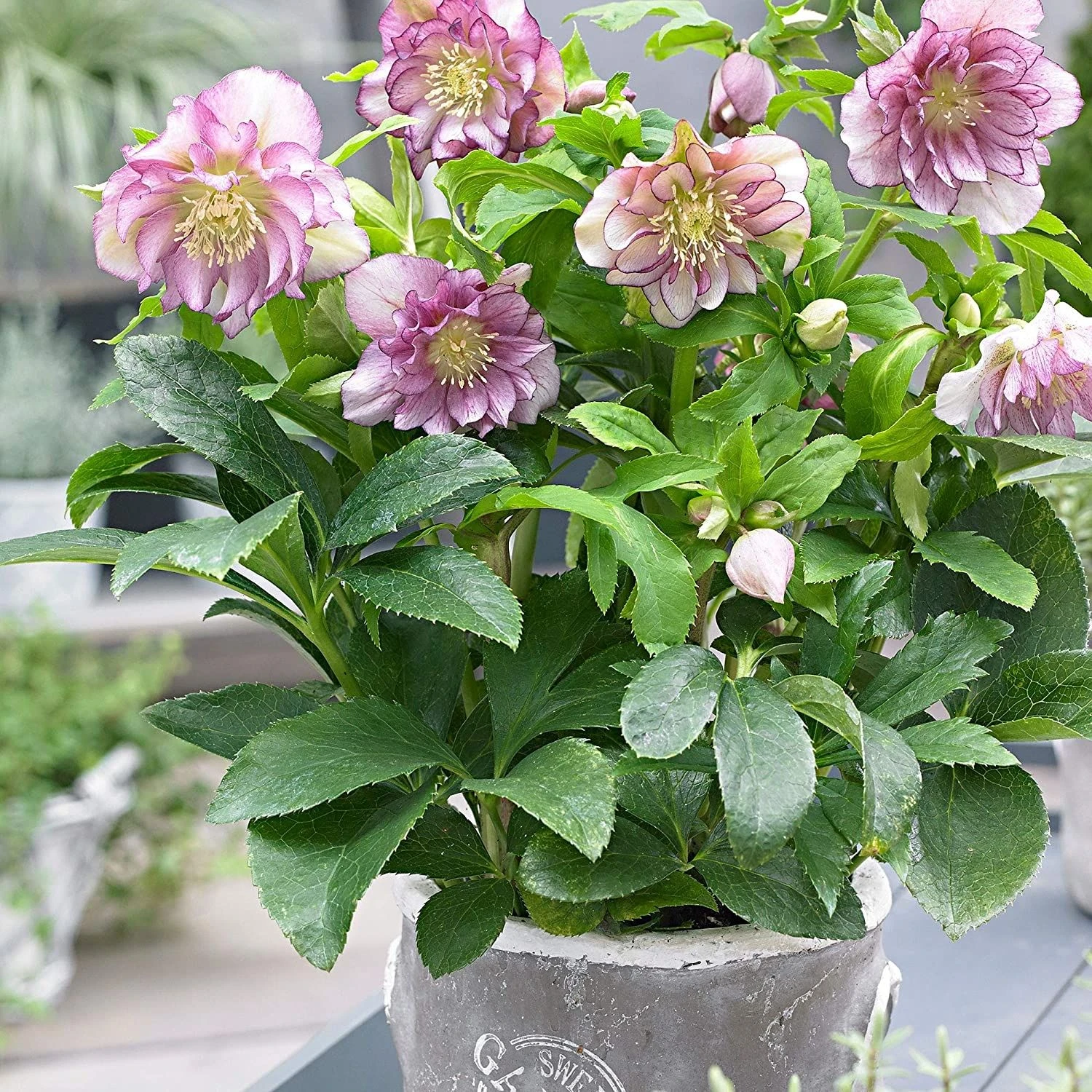 Helleborus 'Double Ellen Pink' - Oriental Hellebore - Image 2