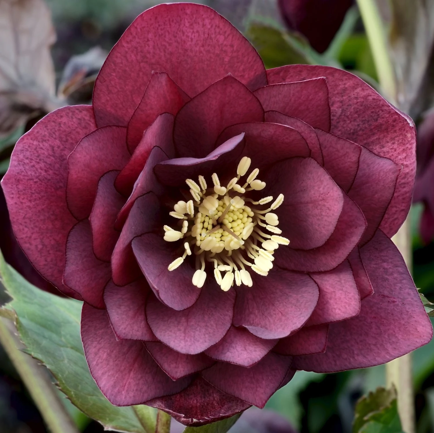 Helleborus X Hybridus 'Double Ellen Red' - Oriental Hellebore - Image 2