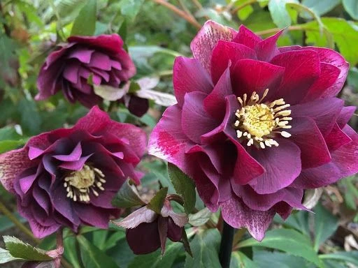Helleborus X Hybridus 'Double Ellen Red' - Oriental Hellebore