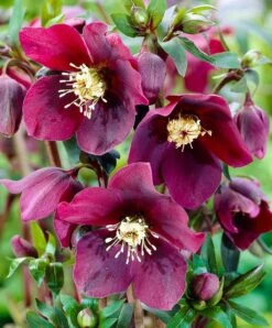 Helleborus X Hybridus 'Hello Red' - Oriental Hellebore In Bud & Bloom
