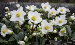 Helleborus Niger - White Hellebore In Bud - Pack Of SIX Plants