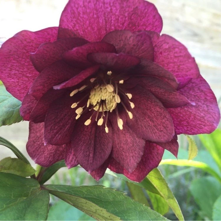 Helleborus X Hybridus 'Double Ellen Red' - Oriental Hellebore - Image 3