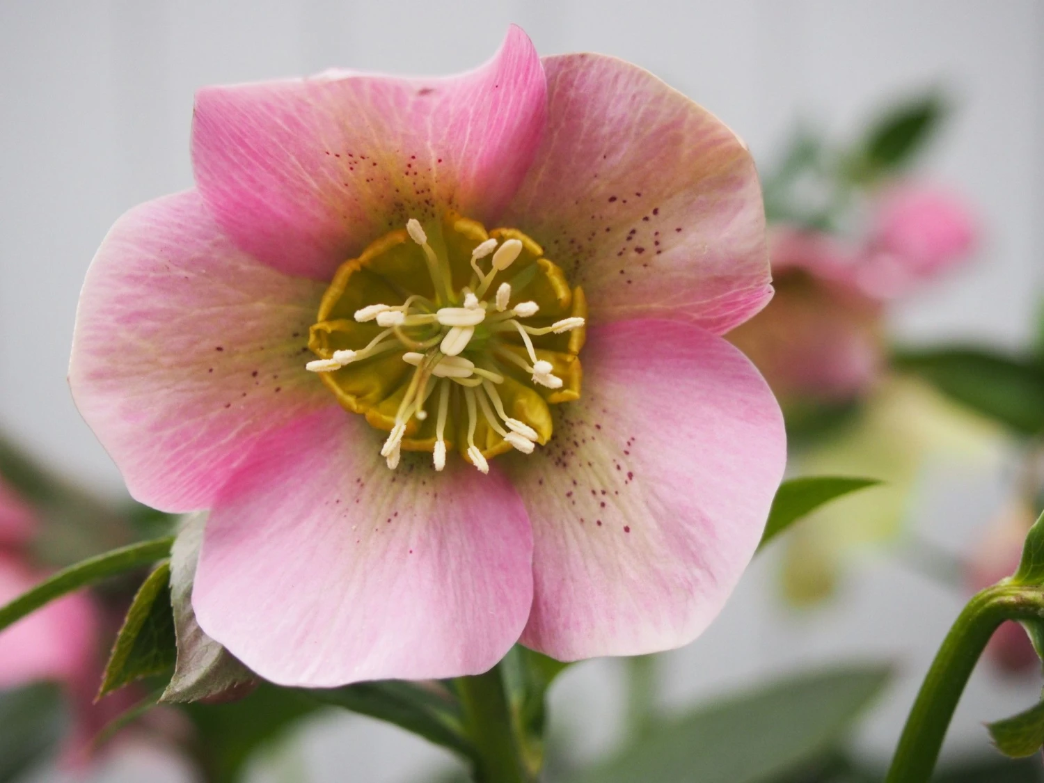 Helleborus Orientalis Pretty Ellen Pink - Hellebore - Image 2