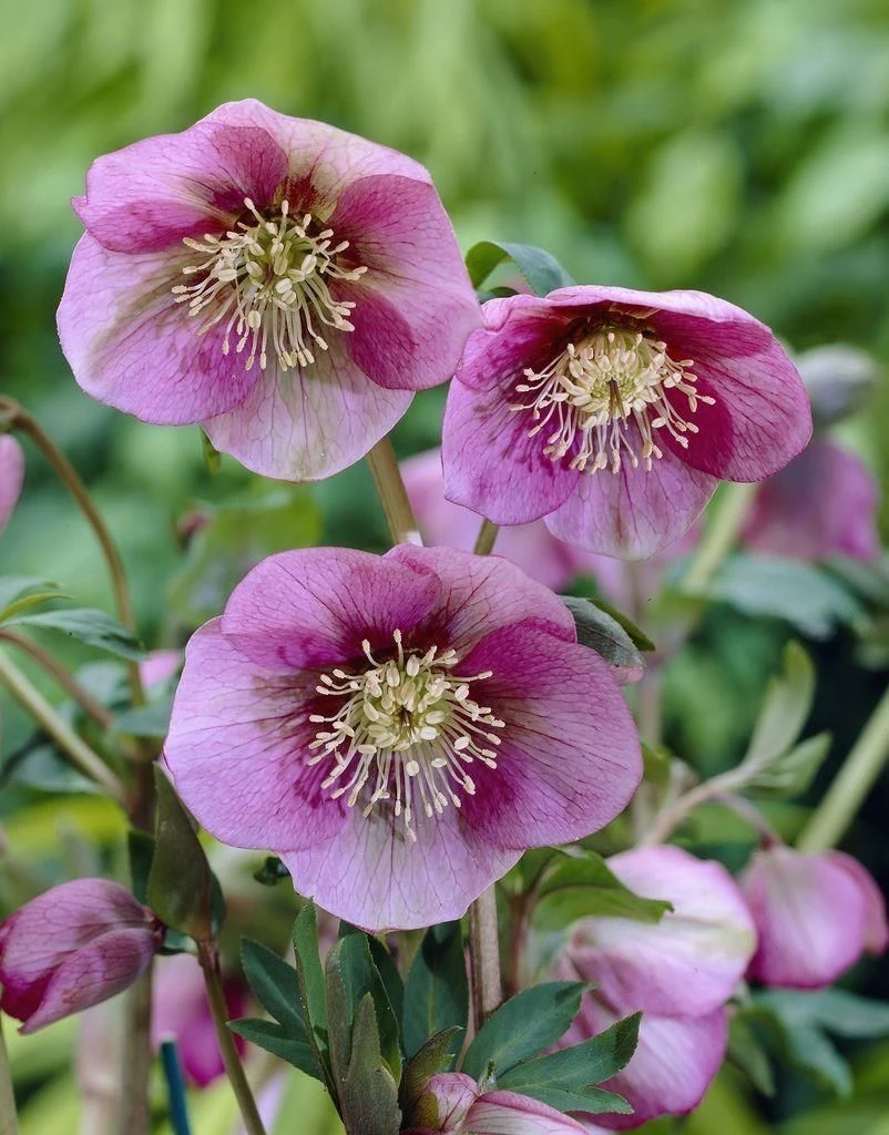 Helleborus Orientalis Pretty Ellen Pink - Hellebore - Image 3