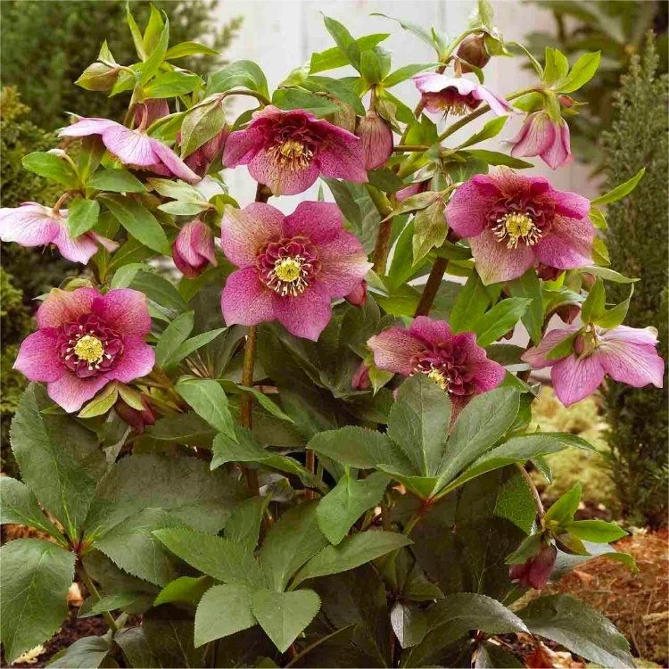 Helleborus Orientalis Tutu - Rare Double Pleated Hellebore - Image 3