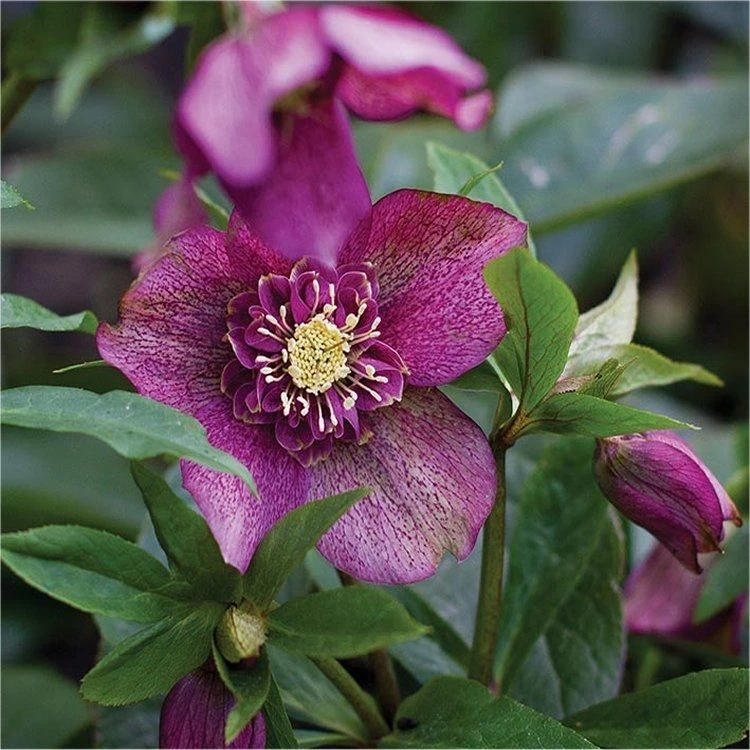 Helleborus Orientalis Tutu - Rare Double Pleated Hellebore - Image 2