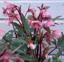 Winter Bells Helleborus - Hellebore Plant In Bud & Bloom