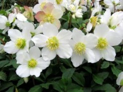 Helleborus Niger - White Christmas Roses - Pack Of THREE Plants In SILVER Pots