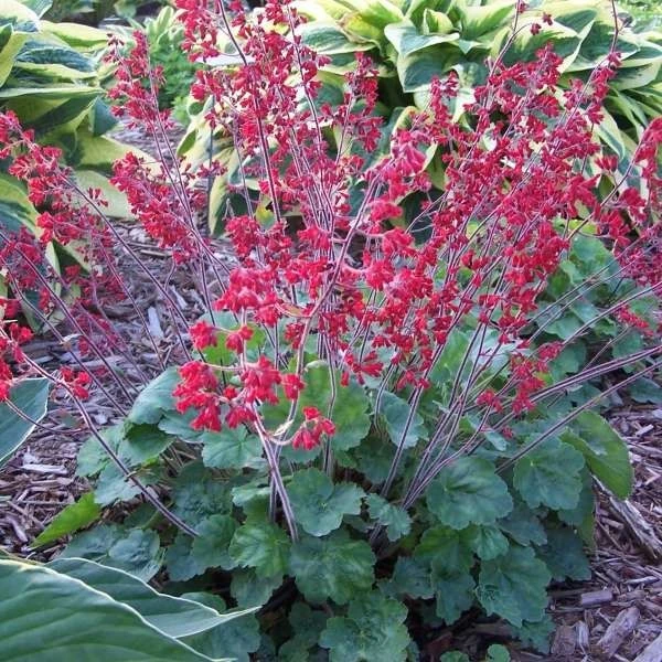 Heuchera Sanguinea 'Ruby Bells' - Pack Of THREE Plants