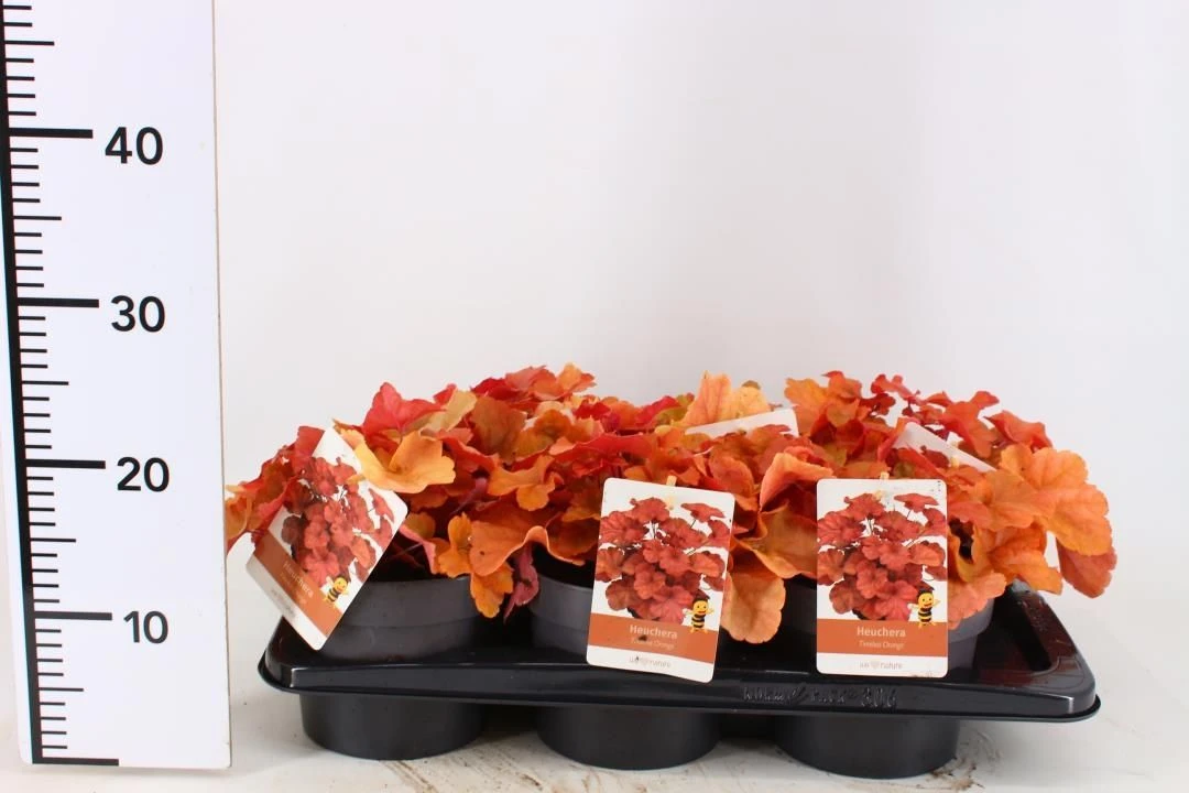 Heuchera Timeless Orange - Coral Bells - Image 2