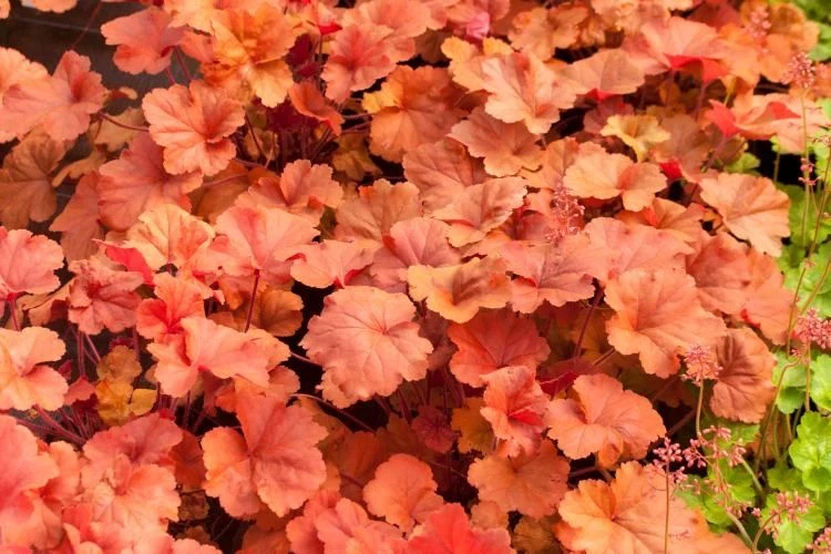Heuchera Timeless Orange - Coral Bells - Image 3