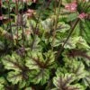 Heucherella Tapestry
