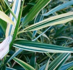 Hibanobambusa ''Shiroshima'' - Variegated Bamboo