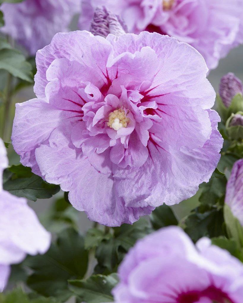 Hibiscus Syriacus LAVENDER Chiffon - Double Flowered Tree Hollyhock - Image 2