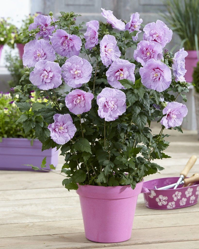 Hibiscus Syriacus LAVENDER Chiffon - Double Flowered Tree Hollyhock - Image 3