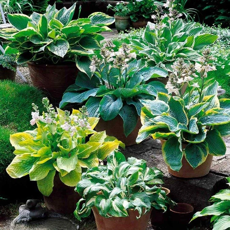 Premier Hosta Collection Shade Mixture - Pack Of TEN - Image 2