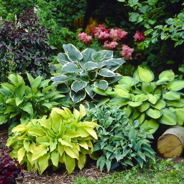 Premier Hosta Collection Shade Mixture - Pack Of TEN - Image 3