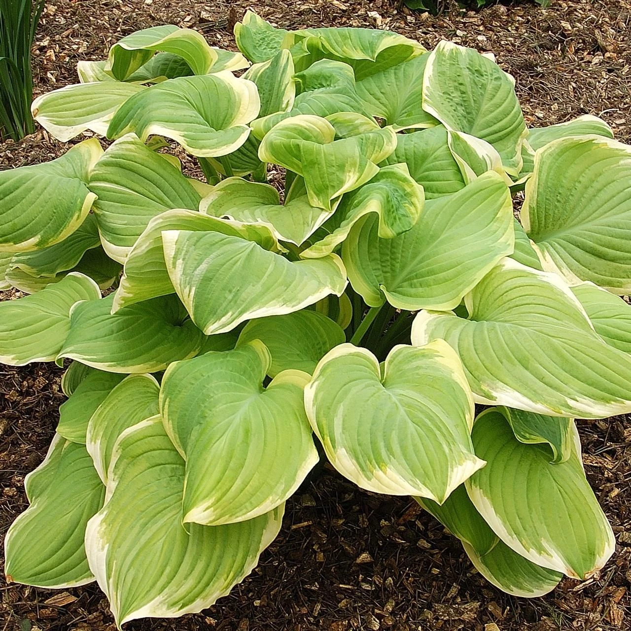 Hosta Fragrant Bouquet - Image 3