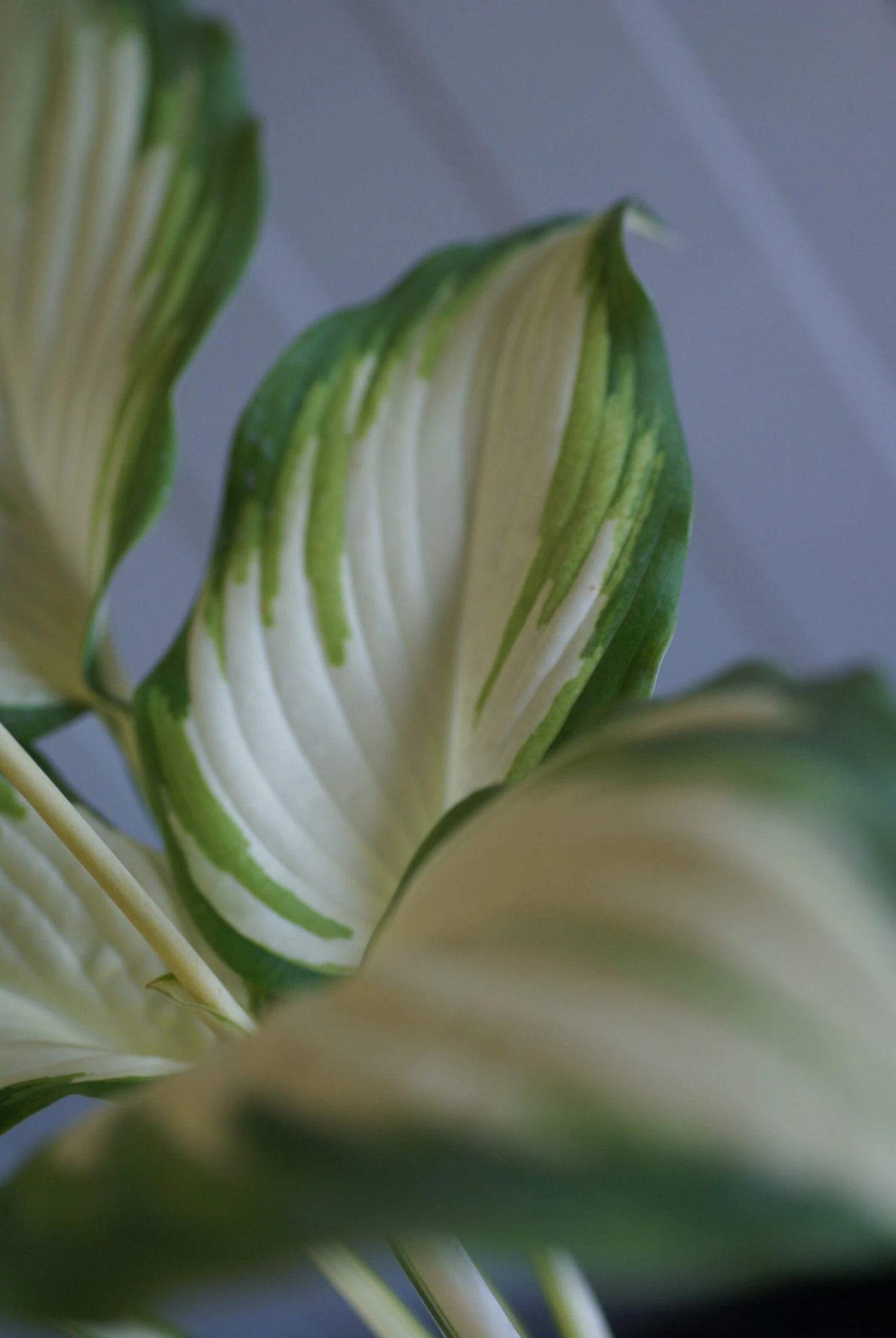 Hosta 'Champagne Toast'- Pack Of 3 Bare Root - Image 2