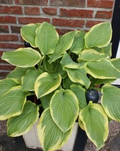 Hosta 'Fragrant King' Pack Of 3 Bare Root