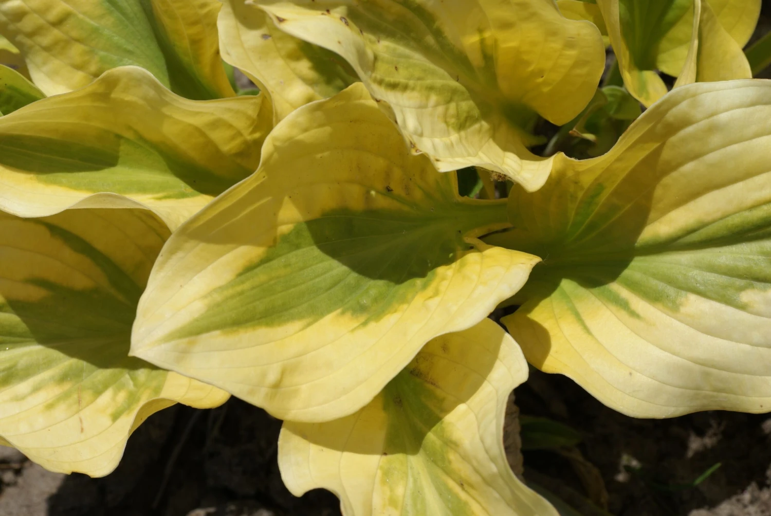 Hosta ''Glad Rags' - Pack Of 3 Bare Root - Image 2