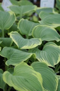 Hosta 'Mardi Gras - Pack Of 3 Bare Root