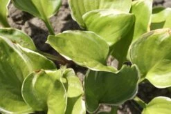 Hosta 'Reflections'- Pack Of 3 Bare Root