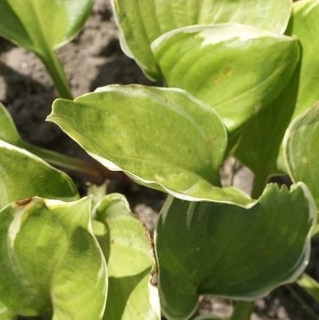 Hosta 'Reflections'- Pack Of 3 Bare Root - Image 2