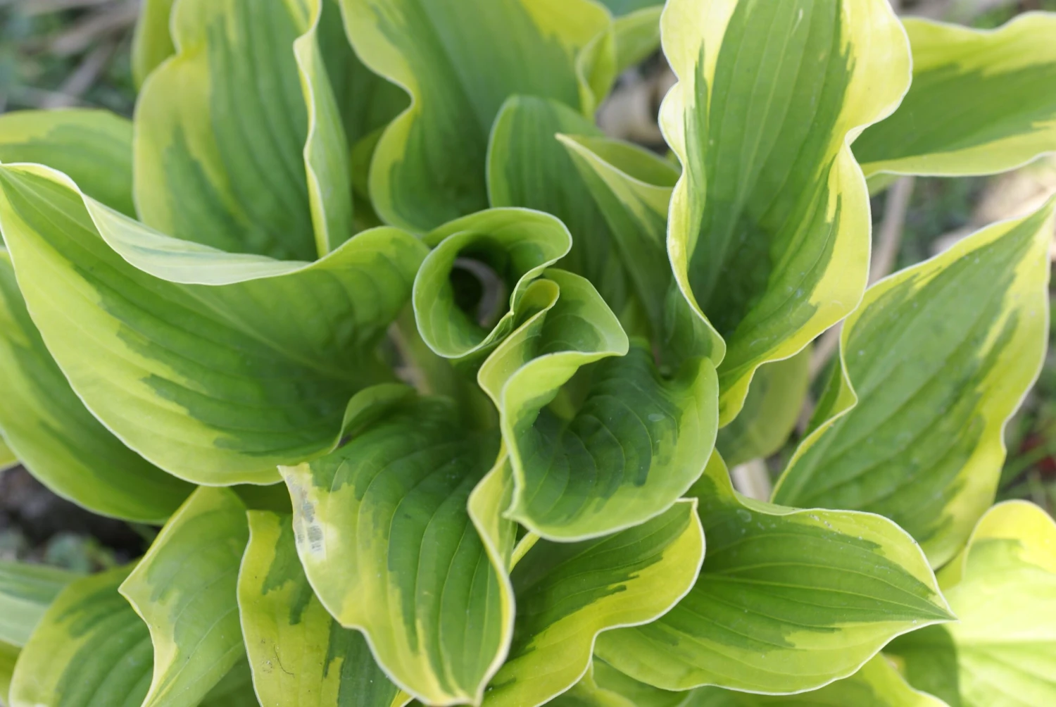 Hosta 'Riveria Sunset' - Pack Of 3 Bare Root - Image 2