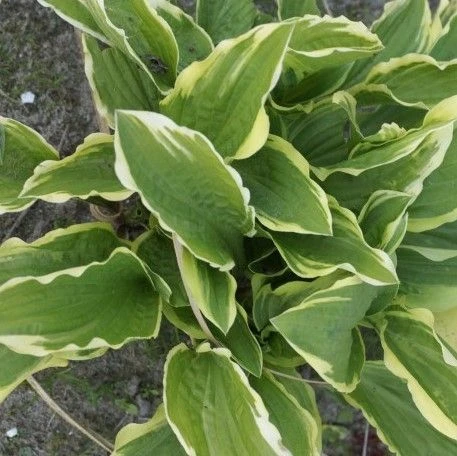 Hosta 'Rubies And Ruffles' - Pack Of 3 Bare Root - Image 2