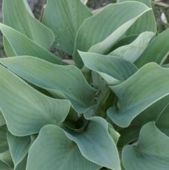 Hosta 'Smoke Signals' - Pack Of 3 Bare Root